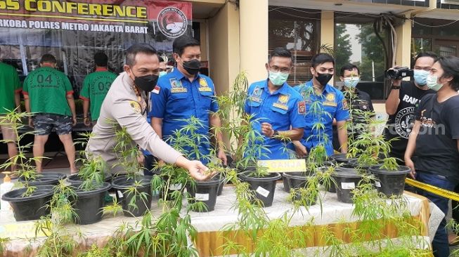 Kisah Warga Brebes dalam Sindikat Budidaya Ganja: Tugas Rawat Pot, Dibayar Rp100 Ribu