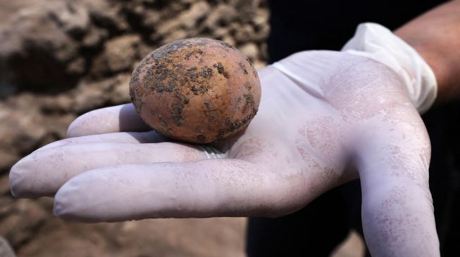 Arkeolog menunjukan telur ayam yang berusia 1.000 tahun di kota yavne, Israel, Rabu (9/6).  Emmanuel DUNAND / AFP