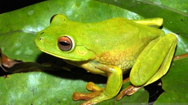 LIPI Temukan Spesies Katak Baru di Area Freeport, Diberi Nama Lubis