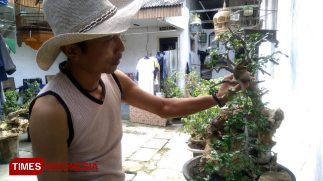 Di Pacitan Bonsai Booming, Harganya Melambung