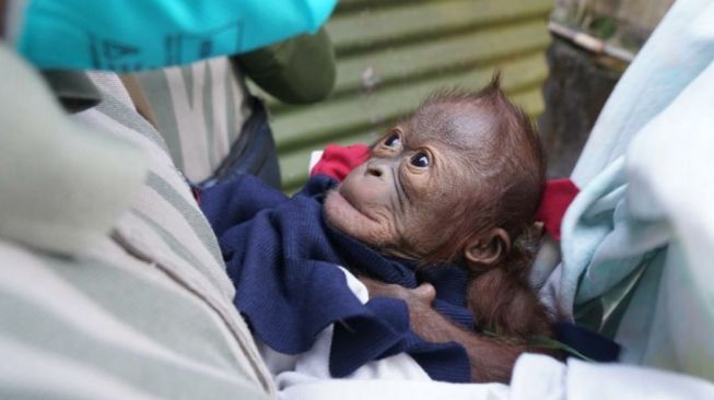 Kebun Binatang Gembira Loka Yogyakarta Sambut Kelahiran Bayi Orangutan