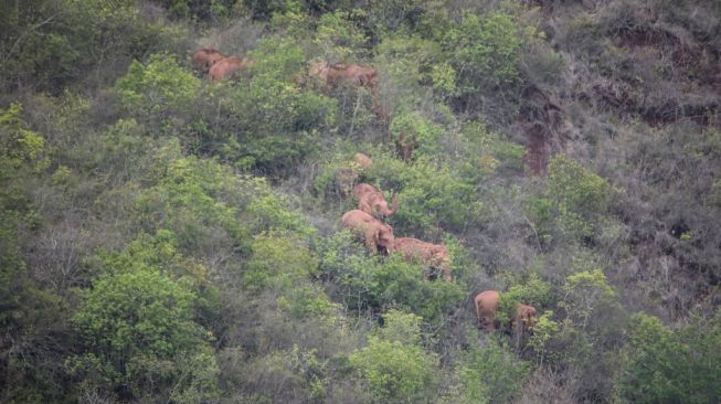 Kawanan gajah liar yang kabur, melanjutkan perjalanan. [Handout/Yunnan Provincial Command of the Safety Precautions of the Migrating Asian Elephants/AFP]