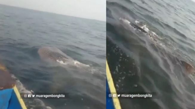 Viral Penampakan Hiu Tutul di Perairan Laut Muaragembong Bekasi