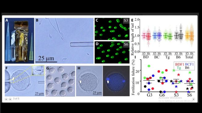 Proses pembekuan sperma tikus di ISS. [Science Advances]