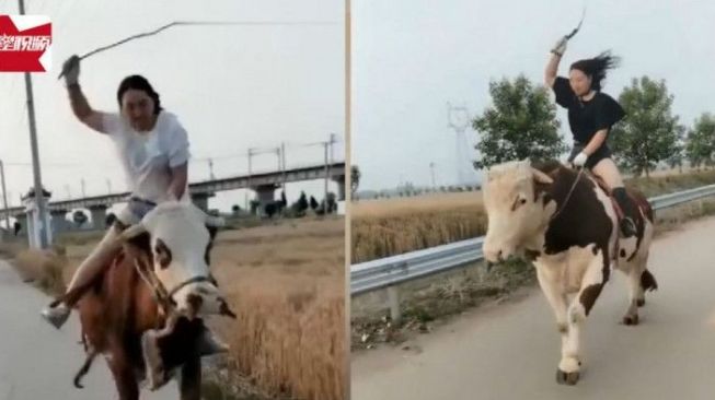 Hobi Naik Kuda Tapi Tak Mampu Beli, Wanita Ini Pilih Sapi Sebagai Gantinya