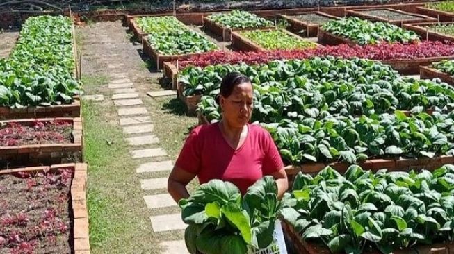 Sinergi Urban Farming Desa Baktiseraga Bali dan PKK Raup Penghasilan Jutaan Rupiah Sebulan