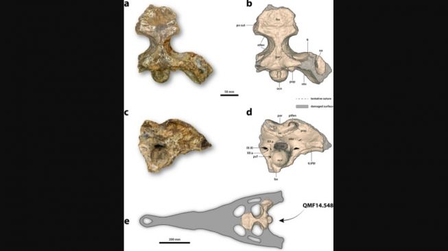 Fosil spesies baru buaya, Gunggamarandu maunala. [Nature.com]