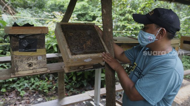 Petugas Dinas Pertamanan dan Hutan Kota DKI Jakarta memeriksa sarang lebah madu yang dibudidayakan di Hutan Kota Srengseng, Kembangan, Jakarta, Rabu (16/6/2021). [Suara.com/Angga Budhiyanto]