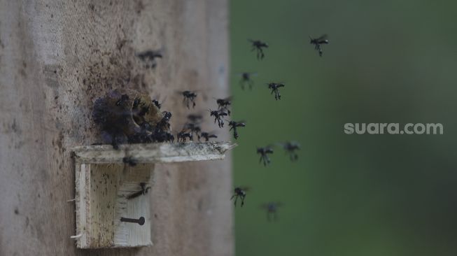 Lebah madu jenis Heterotrigona Itama berada di sarangnya yang dibudidayakan di Hutan Kota Srengseng, Kembangan, Jakarta, Rabu (16/6/2021). [Suara.com/Angga Budhiyanto]