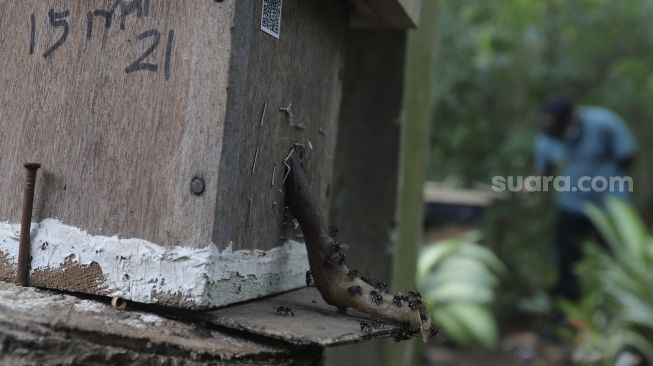 Lebah madu jenis Heterotrigona Itama berada di sarangnya yang dibudidayakan di Hutan Kota Srengseng, Kembangan, Jakarta, Rabu (16/6/2021). [Suara.com/Angga Budhiyanto]