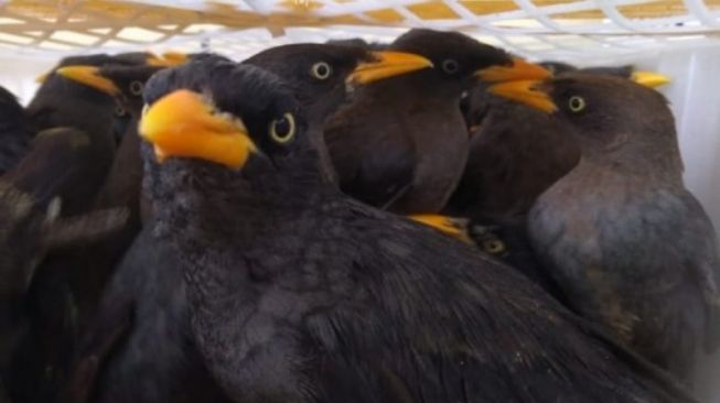 Lagi Petugas Karantina Pertanian Gagalkan Penyelundupan Ratusan Ekor Burung