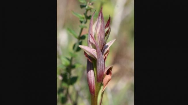 Serapias parviflora. [Wikipedia]