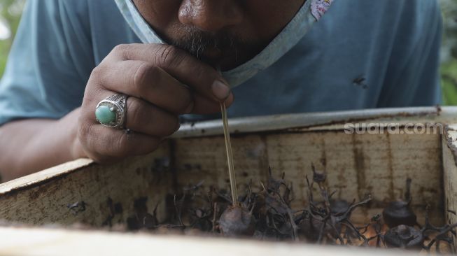 Petugas Dinas Pertamanan dan Hutan Kota DKI Jakarta menyedot madu langsung dari sarang lebah yang dibudidayakan di Hutan Kota Srengseng, Kembangan, Jakarta, Rabu (16/6/2021). [Suara.com/Angga Budhiyanto]