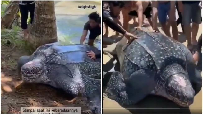 Viral Video Aksi Penyelamatan Penyu Belimbing Terjebak di Rawa