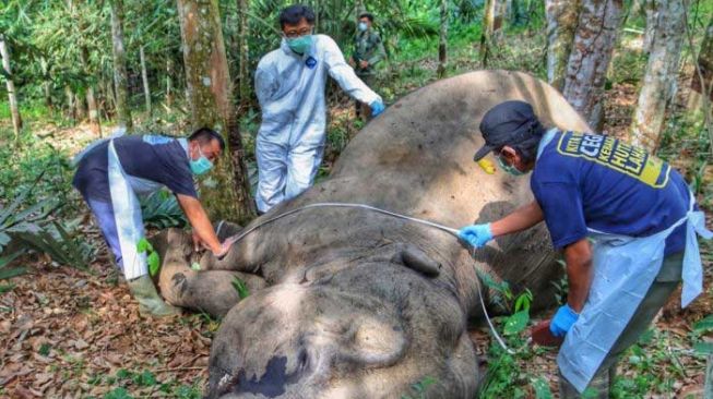 Gajah Mati Ditemukan di Kebun Karet Pelalawan, Diduga Gegara Ini