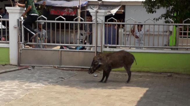 Diseruduk Babi Hutan, Petani di Cipanas Lebak Tersungkur Hingga Luka 14 Jahitan