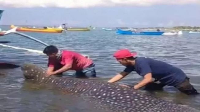Ikan Hiu Seberat 1,5 Berhasil Terjaring Nelayan Lungkak Lombok Timur