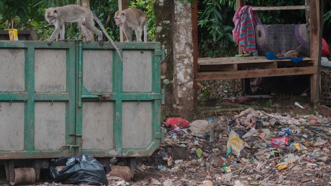 Sejumlah monyet ekor panjang (Macaca fascicularis) mencari makanan di tumpukan sampah limbah rumah tangga di Gunung Kencana, Lebak, Banten, Kamis (17/6/2021). ANTARA FOTO/Muhammad Bagus Khoirunas