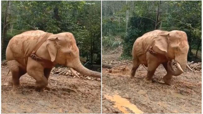 Viral Video Gajah Angkut Pohon Kayu di Hutan, Publik Geram: Tak Punya Hati!