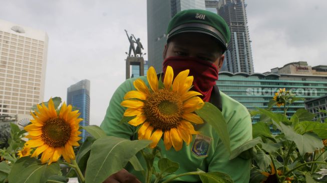 Petugas menata bunga Matahari di Bundaran HI, Jakarta, Jumat (18/6/2021).  [Suara.com/Dian Latifah]