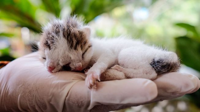 Dokter hewan dari Pemerintah Kabupaten Bangka memeriksa anak kucing berwajah dua di Sripemandang Sungailiat, Kabupaten Bangka, Provinsi Kepulauan Bangka Belitung, Kamis (17/6/2021).  ANTARA FOTO/Anindira Kintara