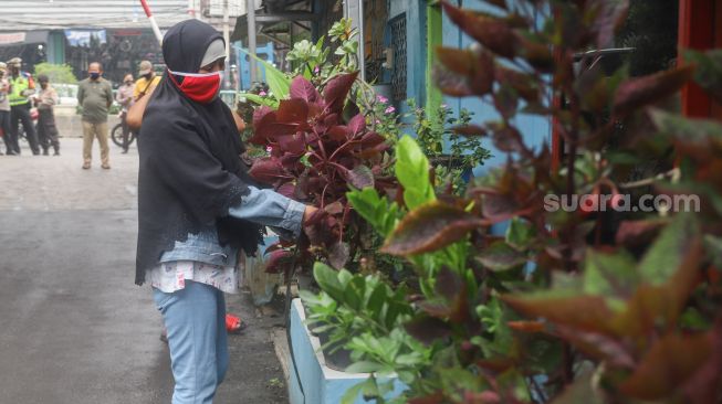 Warga merawat tanaman di Kampung Tangguh Jaya RW 13 Bidara Cina, Jakarta Timur, Sabtu (19/6/2021). [Suara.com/Alfian Winanto]