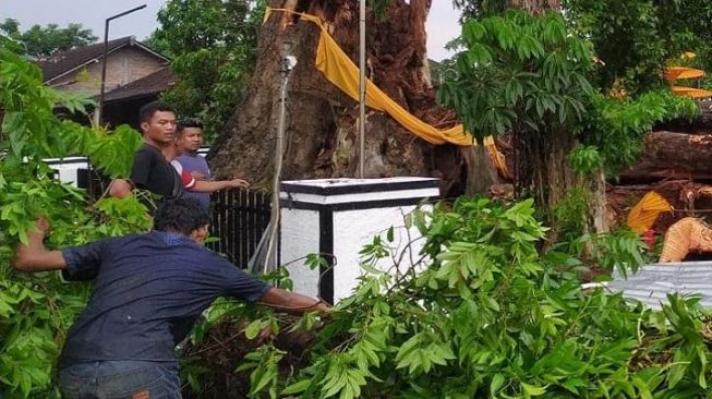 Brakk! 1 Orang Tewas Tertimpa Pohon Tumbang di Boyolali