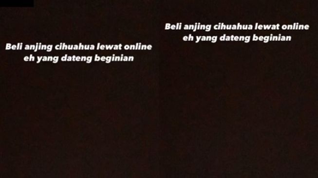 Viral Beli Anjing Cihuahua Lewat Online. (TikTok/@al*****o3)