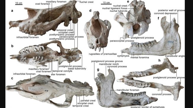 Spesies baru badak raksasa purba, Paraceratherium Linxiaense. [Communications Biology]