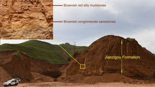 Spesies baru badak raksasa purba, Paraceratherium Linxiaense. [Communications Biology]