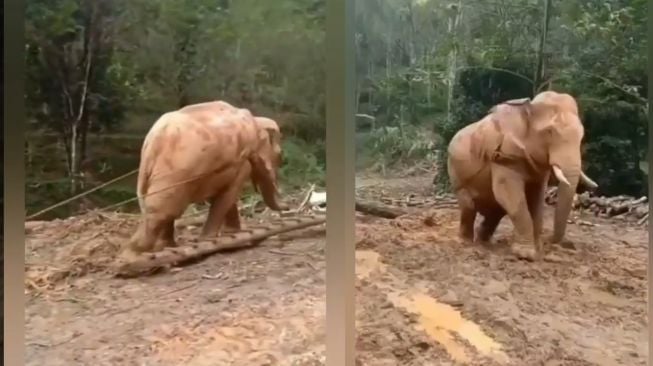 Viral gajah tarik batang pohon di hutan (Kolase foto/Instagram/@lambe_turah)