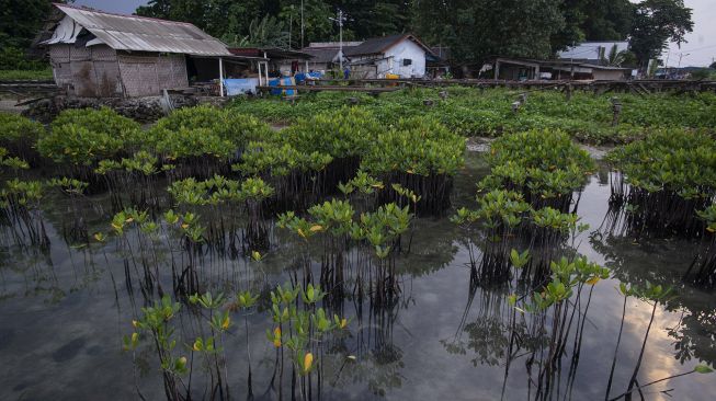 Tanaman-tanaman bakau muda tumbuh di dekat permukiman Pulau Sabira, Kabupaten Kepulauan Seribu, DKI Jakarta, Minggu (20/6/2021). [ANTARA FOTO/Aditya Pradana Putra]