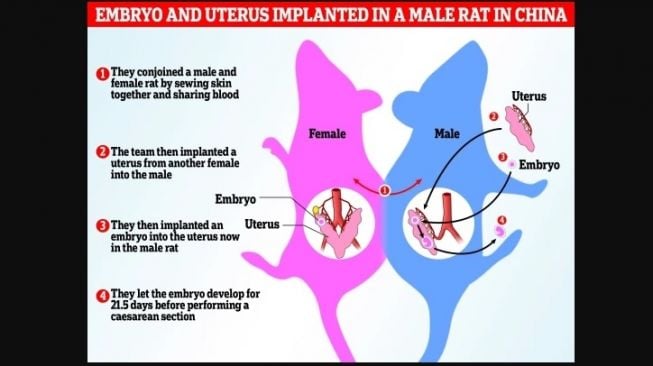 Eksperimen kontroversial tikus. [Metro.co.uk]