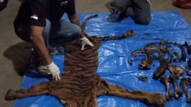 KLHK Tangkap Penjual Kulit dan Tulang Harimau Sumatera di Bengkulu