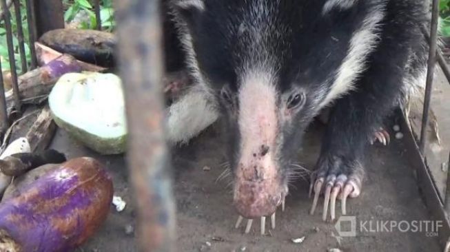 Hewan Langka Mirip Babi dan Berkuku Panjang Ditemukan di Kantor DPRD Kabupaten Solok