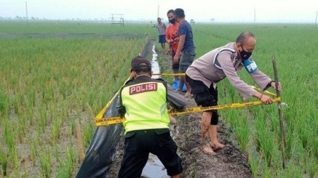 Pemuda Tuban Tergeletak Tewas di Sawah, Tangan Pegang Kabel Jebakan Tikus