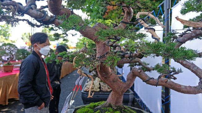 Pengunjung menyaksikan berbagai jenis Bonsai pada pameran bonsai bertajuk Pesona Bonsai Negeri Tembakau di halaman GOR Bambu Runcing Temanggung, Jateng, Selasa (22/6/2021).  ANTARA FOTO/Anis Efizudin