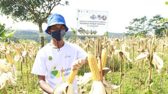 Bank bjb Dukung Kesejahteraan Petani Jagung lewat KUR Petani Milenial