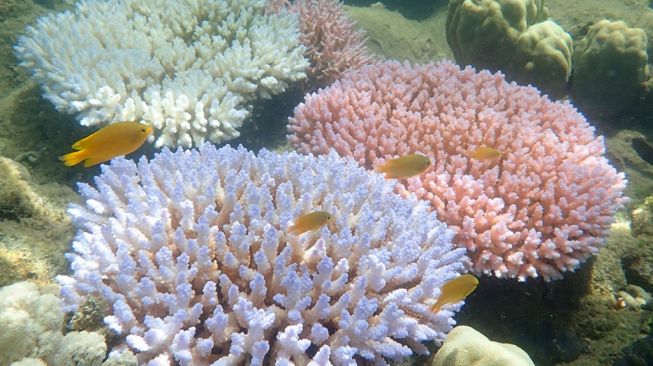 Terumbu karang Great Barrier Reef. [Greg Torda/ARC Centre of Excellence for Cor/AFP] 