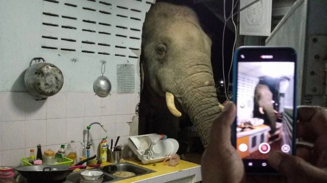 Seekor gajah menjebol tembok dapur rumah warga di kota resor Hua Hin, Thailand pada Minggu (20/6).  [AFP/Photo]