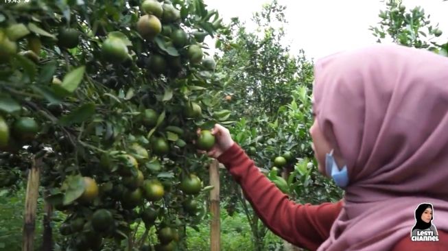 Potret kebun jeruk Lesti Kejora. (YouTube/Lesti Channel)