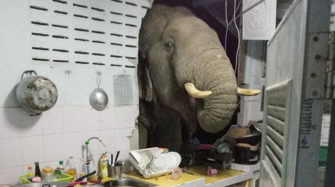 Seekor gajah menjebol tembok dapur rumah warga di kota resor Hua Hin, Thailand pada Minggu (20/6).  [AFP/Photo]