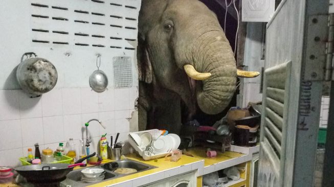 Seekor Gajah menjebol tembok dapur rumah warga di kota resor Hua Hin, Thailand pada Minggu (20/6).  [AFP/Photo]