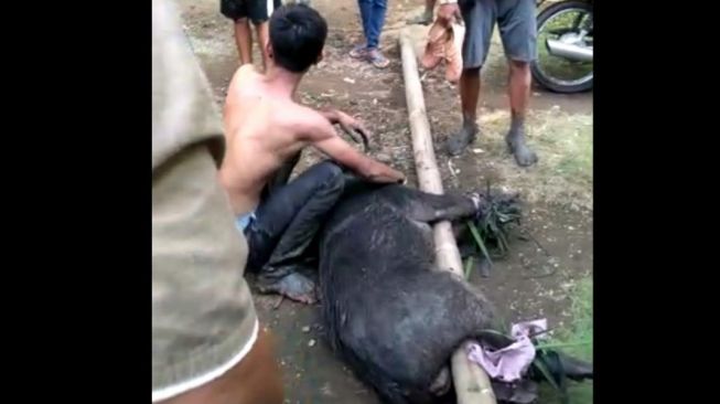 Detik-detik Dramatis Seorang Warga Pangandaran Menang Duel Lawan Babi Hutan