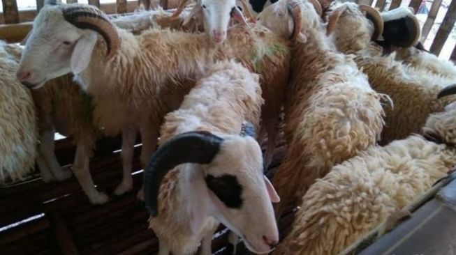 Jelang Idul Adha, Pedagang Kambing Mulai Banyak Pesenan