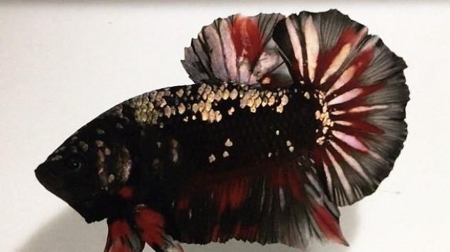 Kepoin Koleksi Ikan Cupang Unik dan Langka di Milknight Betta Fish, Yuk!