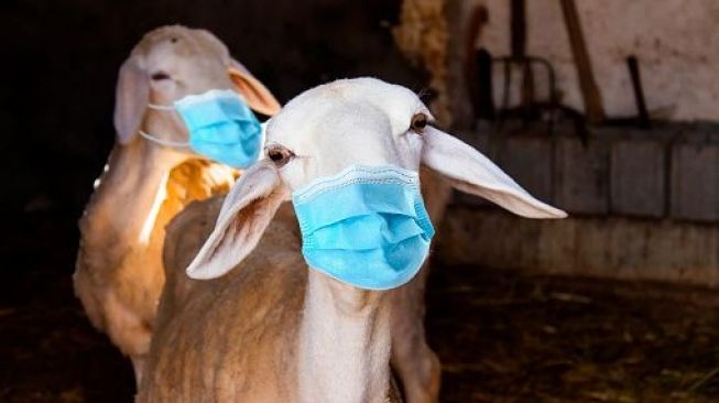 Cara Menghilangkan Bau Prengus Daging Kambing Hewan Kurban Idul Adha 2021