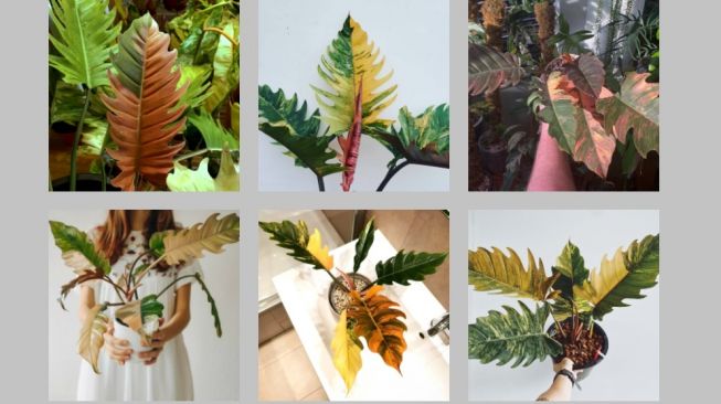 Beberapa Jenis Philodendron Super Cantik untuk Hiasan Rumah