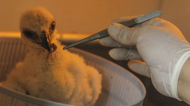 Dokter memberi makan anak burung Elang Jawa yang dirawat di Taman Burung, TMII, Jakarta, Sabtu (26/6/2021). [ANTARA FOTO/Asprilla Dwi Adha]