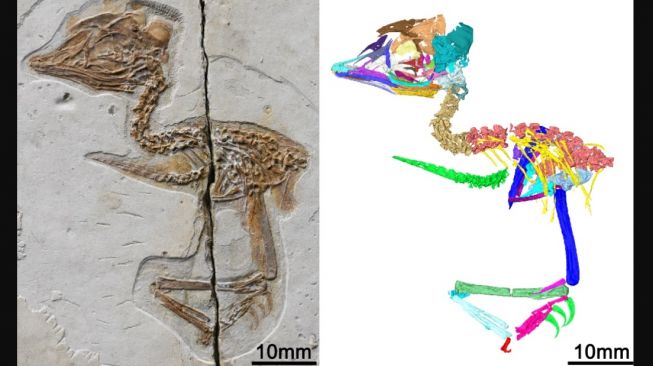 Enantiornithines. [Chinese Academy of Sciences]